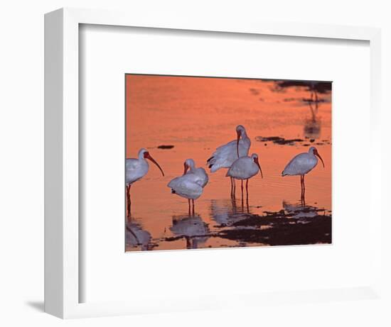 White Ibis, Ding Darling National Wildlife Refuge, Sanibel Island, Florida, USA-Charles Sleicher-Framed Photographic Print