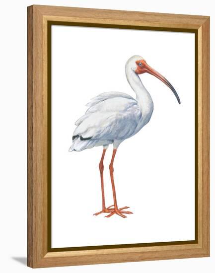 White Ibis (Eudocimus Albus), Birds-Encyclopaedia Britannica-Framed Stretched Canvas