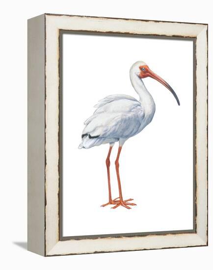 White Ibis (Eudocimus Albus), Birds-Encyclopaedia Britannica-Framed Stretched Canvas