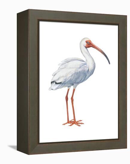 White Ibis (Eudocimus Albus), Birds-Encyclopaedia Britannica-Framed Stretched Canvas