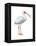 White Ibis (Eudocimus Albus), Birds-Encyclopaedia Britannica-Framed Stretched Canvas