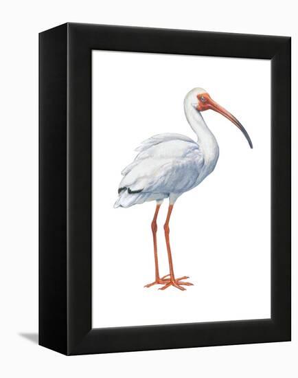 White Ibis (Eudocimus Albus), Birds-Encyclopaedia Britannica-Framed Stretched Canvas