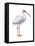 White Ibis (Eudocimus Albus), Birds-Encyclopaedia Britannica-Framed Stretched Canvas