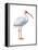 White Ibis (Eudocimus Albus), Birds-Encyclopaedia Britannica-Framed Stretched Canvas