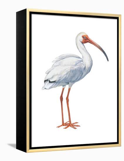 White Ibis (Eudocimus Albus), Birds-Encyclopaedia Britannica-Framed Stretched Canvas