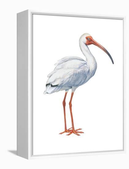 White Ibis (Eudocimus Albus), Birds-Encyclopaedia Britannica-Framed Stretched Canvas