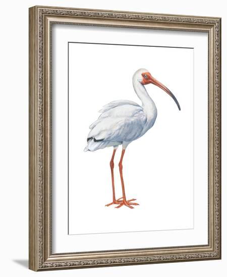 White Ibis (Eudocimus Albus), Birds-Encyclopaedia Britannica-Framed Art Print