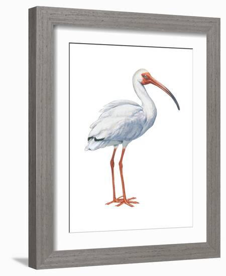 White Ibis (Eudocimus Albus), Birds-Encyclopaedia Britannica-Framed Art Print