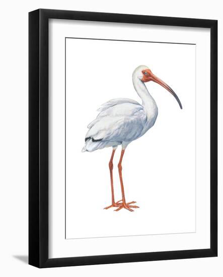 White Ibis (Eudocimus Albus), Birds-Encyclopaedia Britannica-Framed Art Print