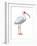 White Ibis (Eudocimus Albus), Birds-Encyclopaedia Britannica-Framed Art Print