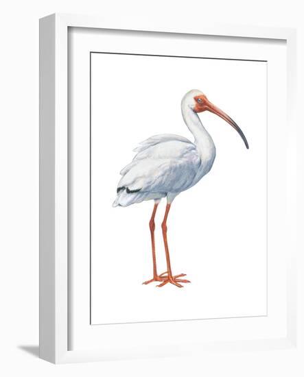 White Ibis (Eudocimus Albus), Birds-Encyclopaedia Britannica-Framed Art Print