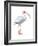 White Ibis (Eudocimus Albus), Birds-Encyclopaedia Britannica-Framed Art Print