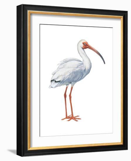 White Ibis (Eudocimus Albus), Birds-Encyclopaedia Britannica-Framed Art Print