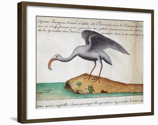 White Ibis (Eudocimus Albus)-null-Framed Giclee Print