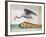 White Ibis (Eudocimus Albus)-null-Framed Giclee Print