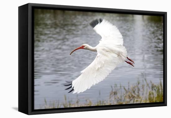 White Ibis in Everglades National Park, Florida, USA-Chuck Haney-Framed Premier Image Canvas