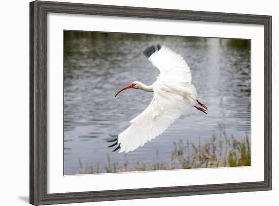 White Ibis in Everglades National Park, Florida, USA-Chuck Haney-Framed Photographic Print