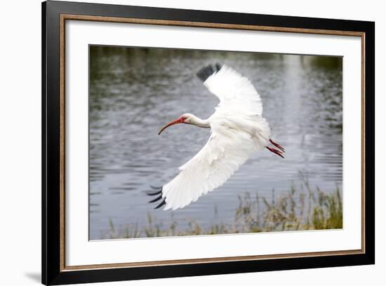 White Ibis in Everglades National Park, Florida, USA-Chuck Haney-Framed Photographic Print