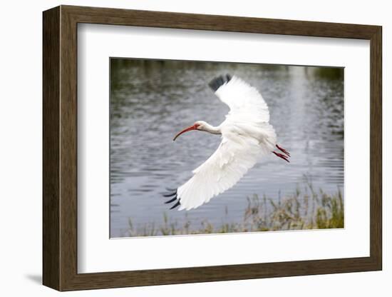 White Ibis in Everglades National Park, Florida, USA-Chuck Haney-Framed Photographic Print