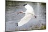 White Ibis in Everglades National Park, Florida, USA-Chuck Haney-Mounted Photographic Print