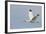 White Ibis in Flight-Larry Ditto-Framed Photographic Print