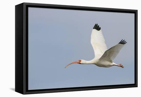 White Ibis in Flight-Larry Ditto-Framed Premier Image Canvas
