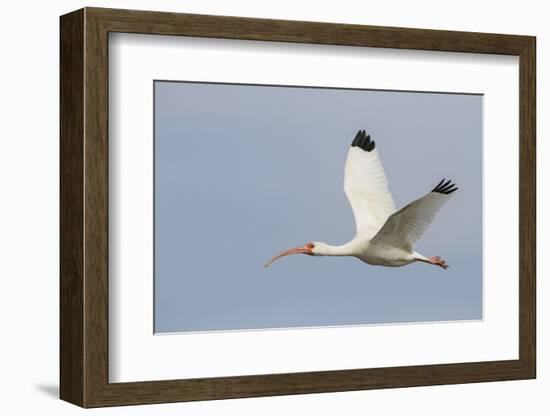 White Ibis in Flight-Larry Ditto-Framed Photographic Print