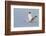 White Ibis in Flight-Larry Ditto-Framed Photographic Print