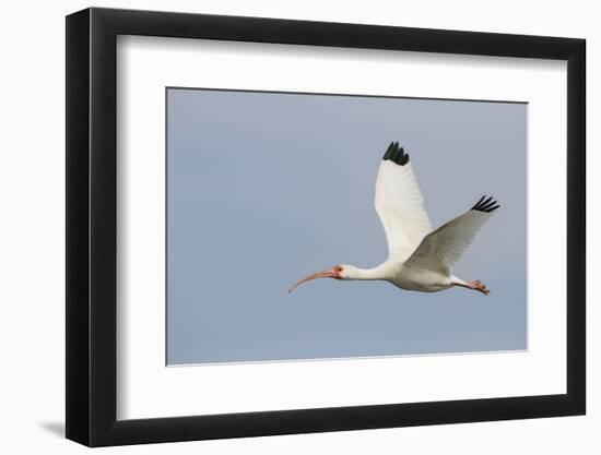 White Ibis in Flight-Larry Ditto-Framed Photographic Print