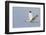 White Ibis in Flight-Larry Ditto-Framed Photographic Print