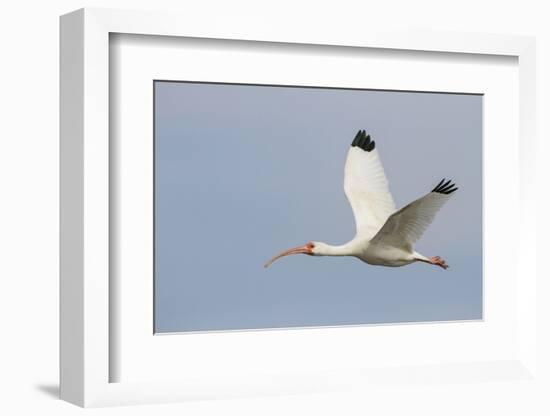 White Ibis in Flight-Larry Ditto-Framed Photographic Print