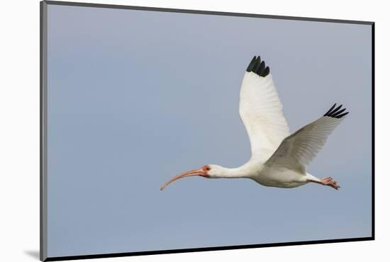 White Ibis in Flight-Larry Ditto-Mounted Photographic Print