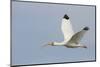 White Ibis in Flight-Larry Ditto-Mounted Photographic Print