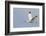 White Ibis in Flight-Larry Ditto-Framed Photographic Print