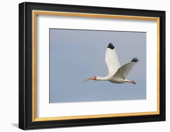 White Ibis in Flight-Larry Ditto-Framed Photographic Print