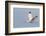 White Ibis in Flight-Larry Ditto-Framed Photographic Print