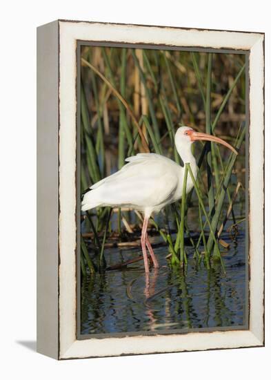 White Ibis in the Soft Stemmed Bulrush, Viera Wetlands, Florida-Maresa Pryor-Framed Premier Image Canvas