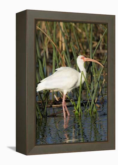 White Ibis in the Soft Stemmed Bulrush, Viera Wetlands, Florida-Maresa Pryor-Framed Premier Image Canvas