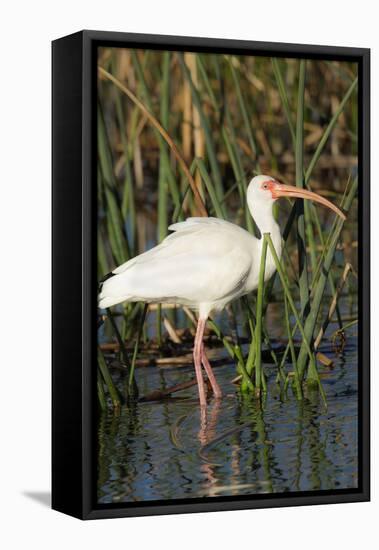 White Ibis in the Soft Stemmed Bulrush, Viera Wetlands, Florida-Maresa Pryor-Framed Premier Image Canvas