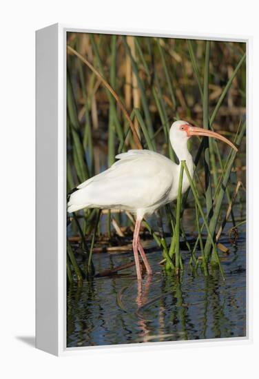 White Ibis in the Soft Stemmed Bulrush, Viera Wetlands, Florida-Maresa Pryor-Framed Premier Image Canvas