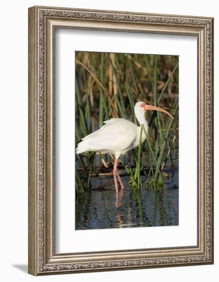 White Ibis in the Soft Stemmed Bulrush, Viera Wetlands, Florida-Maresa Pryor-Framed Photographic Print