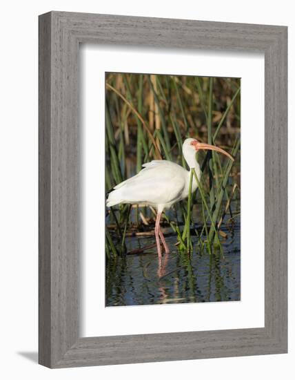 White Ibis in the Soft Stemmed Bulrush, Viera Wetlands, Florida-Maresa Pryor-Framed Photographic Print