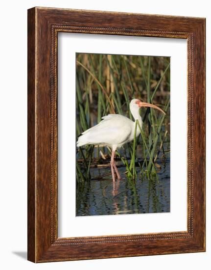 White Ibis in the Soft Stemmed Bulrush, Viera Wetlands, Florida-Maresa Pryor-Framed Photographic Print