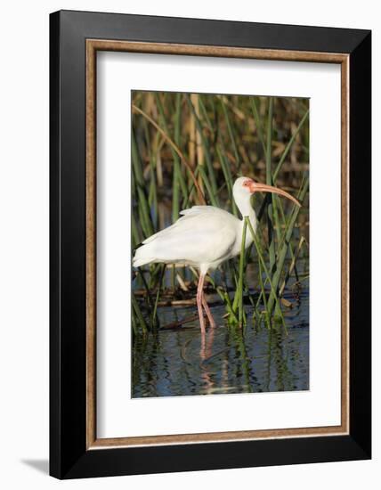 White Ibis in the Soft Stemmed Bulrush, Viera Wetlands, Florida-Maresa Pryor-Framed Photographic Print