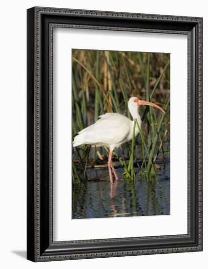 White Ibis in the Soft Stemmed Bulrush, Viera Wetlands, Florida-Maresa Pryor-Framed Photographic Print