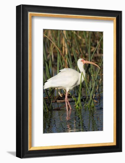 White Ibis in the Soft Stemmed Bulrush, Viera Wetlands, Florida-Maresa Pryor-Framed Photographic Print