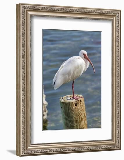 White Ibis perched on a wooden post, Oak Hill, Florida, USA-Lisa Engelbrecht-Framed Photographic Print