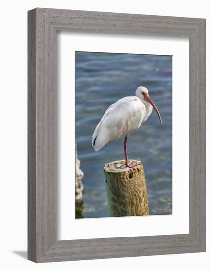 White Ibis perched on a wooden post, Oak Hill, Florida, USA-Lisa Engelbrecht-Framed Photographic Print