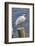 White Ibis perched on a wooden post, Oak Hill, Florida, USA-Lisa Engelbrecht-Framed Photographic Print