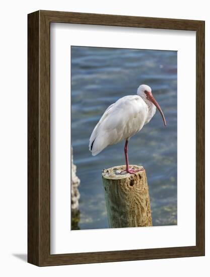 White Ibis perched on a wooden post, Oak Hill, Florida, USA-Lisa Engelbrecht-Framed Photographic Print